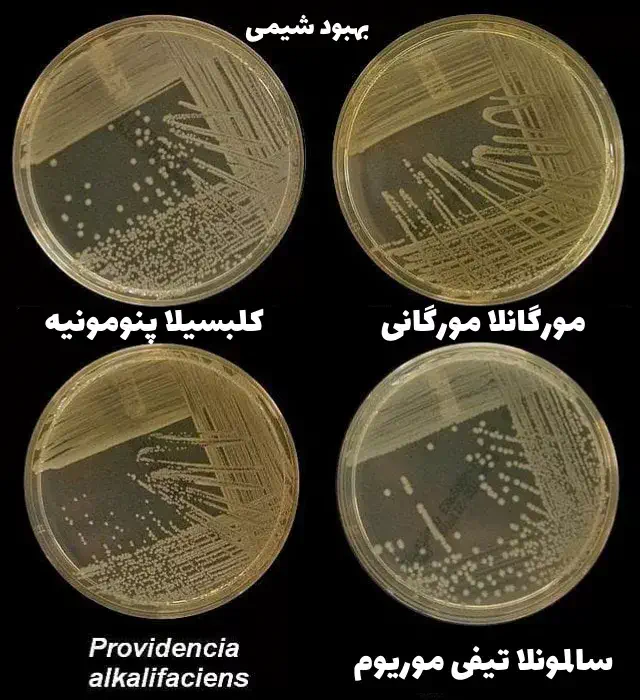 چهار صفحه آگار مغذی که کلنی هایی از باکتری های گرم منفی رایج را رشد می دهند.