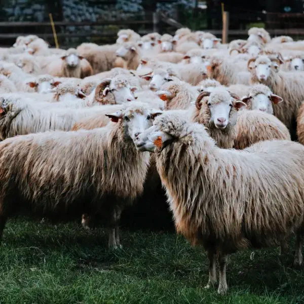 منشأ وماهیت لانولین