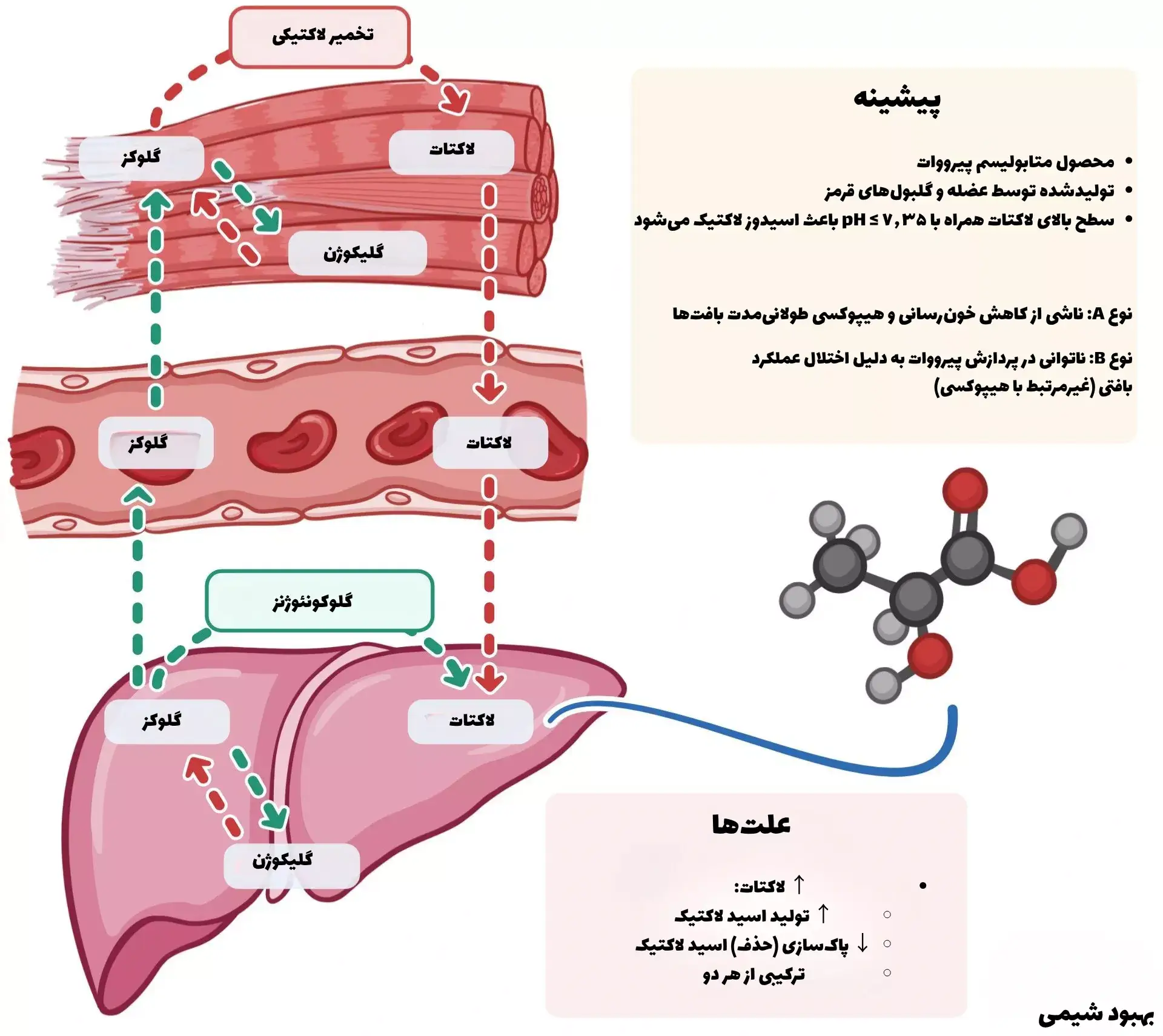 متابولیسم اسید لاکتیک و علل اسیدوز لاکتیک