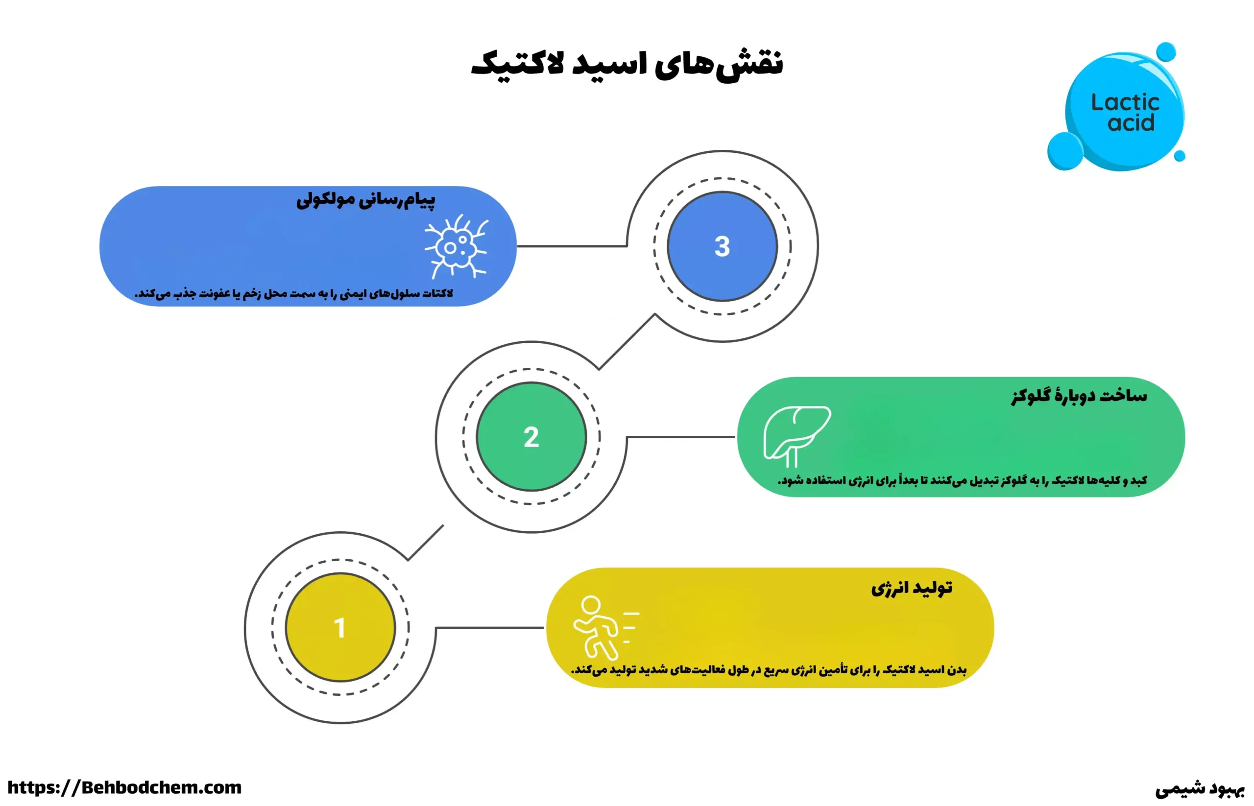 اسید لاکتیک چه کاری انجام میدهد؟