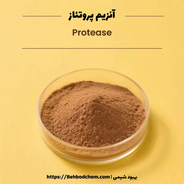 آنزیم پروتئاز چیست؟